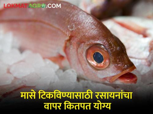 Use of sodium meta bisulfide for fish preservation | मासे टिकविण्यासाठी सोडियम मेटा बाय सल्फाईडचा वापर घातक का ठरतोय?