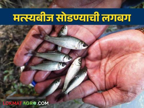 Two and a half lakh fish seeds were released in the lake in Kharepat | खारेपाटातील तलावात अडीच लाख मत्स्यबीज सोडले