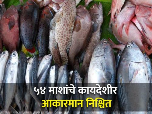 Catching of immature fish, restrictions on buying and selling | अपरिपक्व मासा पकडणे, खरेदी-विक्रीवर निर्बंध