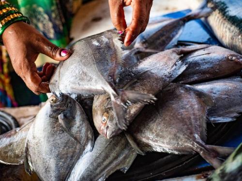 Ram Naik Committee for Fisheries Policy | मत्स्य धोरणासाठी राम नाईक समिती