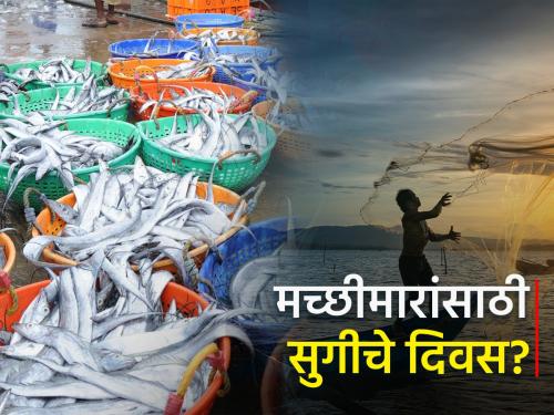 Larger fish die out due to the good environment; supply to the market increased | पोषक वातावरणामुळे मोठे मासे गळाला; बाजारात आवक वाढली