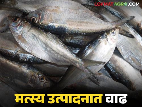 Huge increase in marine fish production in the state; 'This' district has the highest fish production | राज्याच्या सागरी मत्स्य उत्पादनात मोठी वाढ; 'या' जिल्ह्यात सर्वाधिक मत्स्य उत्पादन