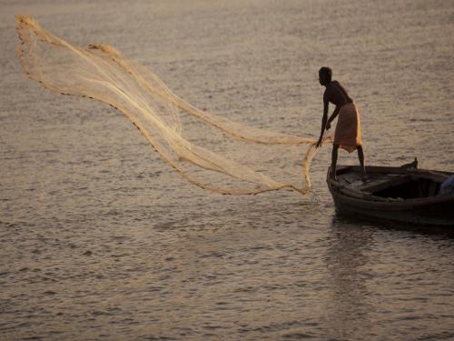 A jellyfish crisis during the fishing season | ऐन मत्स्य हंगामामध्ये जेलिफिशचे संकट