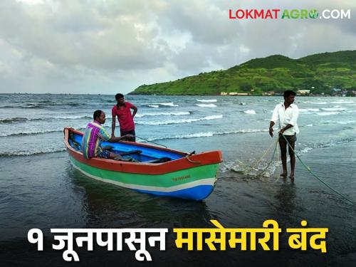 Only twelve days left of the current fishing season; Ban on fishing from June 1 | चालू हंगामातील मासेमारीला उरले अवघे बारा दिवस; १ जूनपासून मासेमारीवर बंदी