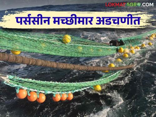 Fishing Ban: Ban on purse sein net fishing in maritime districts in the state | Fishing Ban : राज्यात सागरी जिल्ह्यांतील पर्ससीन नेट फिशिंगवर निर्बंध