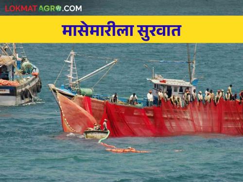 Purse Seine Fishing: Purse seine fishing finally start in Konkan | Purse Seine Fishing : कोकणात पर्ससीननेट मासेमारीला अखेर पुन्हा सुरुवात