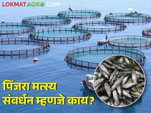 What is cage fish culture? Read more about the scheme | पिंजरा मत्स्य संवर्धन म्हणजे काय? योजेनेविषयी वाचा सविस्तर 