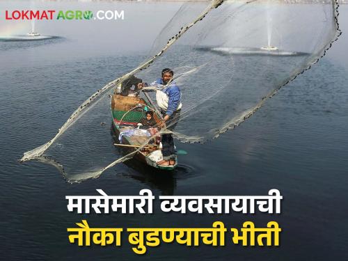 Due to climate change fishery business Got in trouble | Fishery बदलत्या हवामानामुळे मासेमारी व्यवसाय खातोय 'हेलकावे'