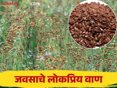 Javas Lagwad : Which improved varieties of flaxseed that give higher oil yield? | Javas Lagwad : तेलाचे अधिक उत्पादन मिळवून देणारे जवसाचे सुधारित वाण कोणते?