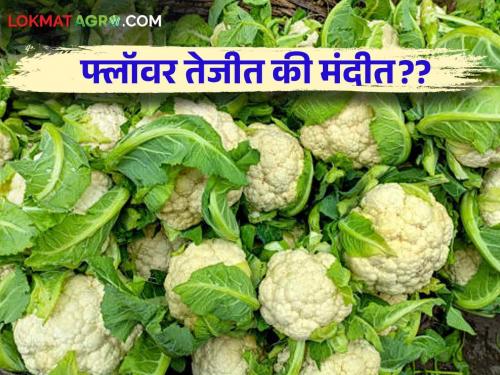 Cauliflower Market: What is the arrival of cauliflower in the state market; Read the price in detail | Cauliflower Market : राज्यातील बाजारात फ्लॉवरची आवक किती; काय भाव ते वाचा सविस्तर