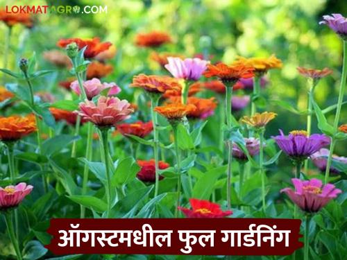 Latest news Flowers Gardening Plant these flowers in month of August, here are some simple tips | Flower Gardning : ऑगस्ट महिन्यात 'या' फुलांची लागवड करा, 'या' आहेत सोप्या टिप्स 