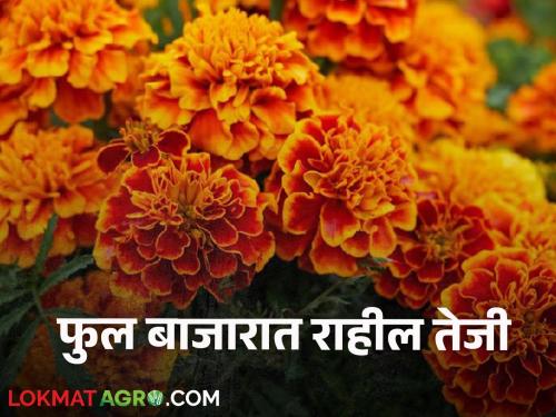 Flower Market : The price of flowers will stabilize during Pitrapaksha, and it is likely that the price of flowers will go up again on Dussehra | Flower Market : पितृपक्षात फुलांचा भाव स्थिरावणार असून, दसऱ्याला फुलांचे भाव पुन्हा कडाडतील अशी शक्यता