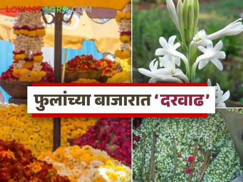 latest news Flower Market: Arrival of flowers in the market has decreased; Read in detail how the prices were obtained | Flower Market : बाजारात फुलांची आवक घटली; कसे मिळाले दर वाचा सविस्तर
