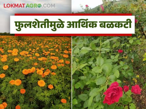 latest news Floriculture Farming: A complementary alternative to traditional farming; Floriculture provides great benefits to farmers. Read in detail | Floriculture Farming : पारंपरिक शेतीला पूरक पर्याय; फुलशेतीमुळे शेतकऱ्यांना मोठा फायदा वाचा सविस्तर
