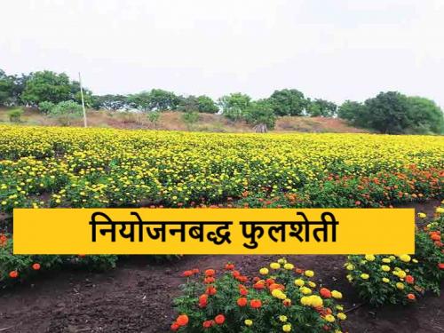 Latest News Planned flower farming at low cost, with less water in nagpur District | पारंपरिक शेतीबरोबर बहरली फुलशेती, कमी खर्चात, कमी पाण्यात नियोजनबद्ध शेती 