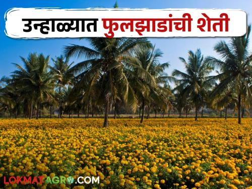 Latest News Crop Management How is the cultivation of flowers profitable in summer, read in detail | crop Management : उन्हाळ्यात फुलझाडांची शेती कशी ठरते फायदेशीर, वाचा सविस्तर