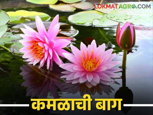 Latest News Gram Panchayat of Sinnar flowered a lotus garden at open land | सिन्नरच्या ग्रामपंचायतीने माळरानावर फुलवली कमळाची बाग, 27 प्रकारच्या रोपांची लागवड 