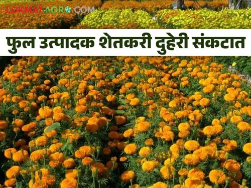 Flowers Market: Inflow of flowers decreased due to rain in Miraje Market; Price stable due to lack of demand | Flowers Market : पावसामुळे उत्पादन घटल्याने मिरजेतील बाजारात फुलांची आवक घटली; मागणी नसल्याने दर स्थिर