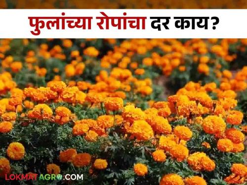 Latest News how much price of rose, jasmine, lily plants in nursery Know in detail  | Rose Plant Rate : गुलाब, जास्वंद, लिलीचे रोपांचा दर काय? जाणून घ्या सविस्तर 