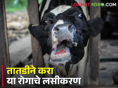 Summer has come.. Your cattle are showing these symptoms; This can be a serious disease | उन्हाळा आला.. तुमच्या जनावरांत ही लक्षणे दिसतायत; होऊ शकतो हा गंभीर आजार