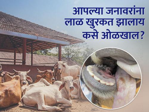 foot and mouth FMD disease has come to your cowshade? How to control | लाळ खुरकत रोग आपल्या गोठ्यात आलाय? कसे कराल नियंत्रण