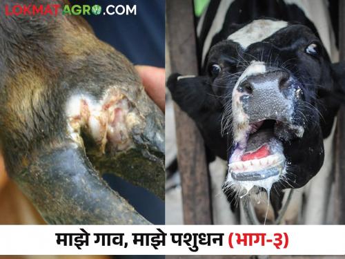 How to protect animals from foot and mouth fmd disease | लाळ खुरकुत रोगापासून जनावरांचे कसे कराल संरक्षण