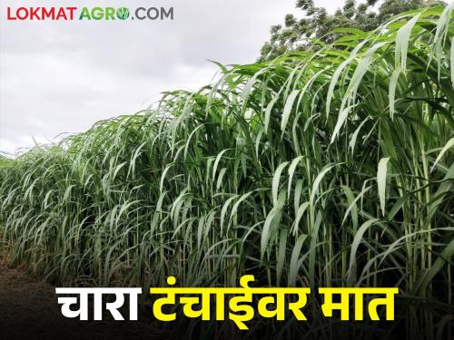 Fear of drought is increasing, let's focus on Charapika cultivation | दुष्काळाचा वाढतोय डर चारापिके लागवडीवर देऊया भर