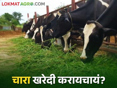 Latest news Fodder available for sale in 5 talukas of Chhatrapati Sambhajinagar district | Fodder : मुरघास, मक्याचा हिरवा चारा, ज्वारीची पेंढी खरेदी करायचीय, इथे साधा संपर्क