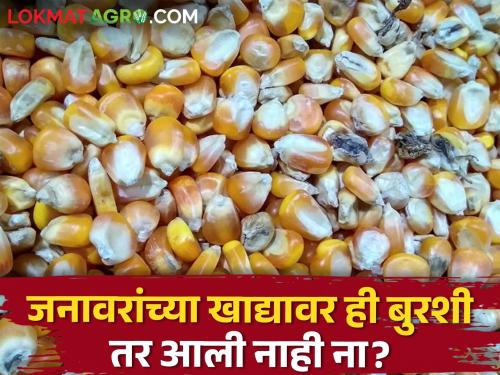 Risk of Aflatoxin Fungi in the Dairy Industry; Effects on livestock health | दुध व्यवसायात अॅफ्लाटॉक्सिन बुरशीचा धोका; पशुधनाच्या आरोग्यावर होणारे दुष्परिणाम