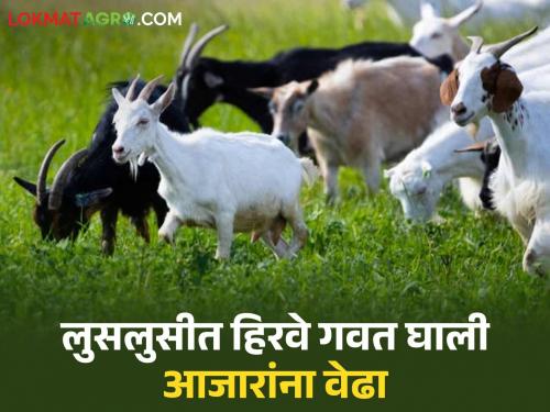 Is fresh grass growing on the farm embankment during the monsoon beneficial or harmful for goats? Read in detail | पावसाळ्यात शेताच्या बांधावर वाढलेलं ताजं गवत शेळ्यांसाठी फायद्याचे की धोक्याचे? वाचा सविस्तर