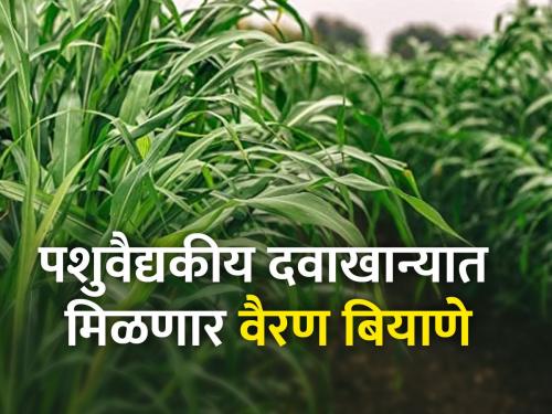 Distribution of 60 lakhs of fodder seeds on behalf of Animal Husbandry Department | 'पशुसंवर्धन'च्या वतीने ६० लाखांचे वैरण बियाण्यांचे वाटप