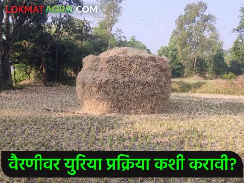 Latest News How to do urea treatment on fodder | वैरणीवर युरिया प्रक्रिया कशी करावी?