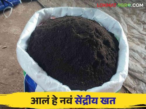 Fermented Organic Manure i.e. FOM is turning out to be a boon for farmers Read more | किण्वित सेंद्रिय खत अर्थात एफ ओ एम ठरतंय शेतकऱ्यांसाठी वरदान वाचा सविस्तर