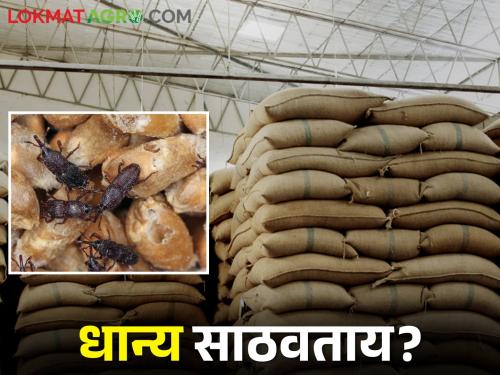 In storage, food grain damage by pests; What are the easiest ways to protect food grain? | साठवणुकीत धान्याला किड लागतेय; धान्य संरक्षणासाठी सोप्या पद्धती कोणत्या?