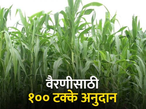 Plant fodder crops and earn money | चारा पिकांची लागवड करा आणि पैसे कमवा