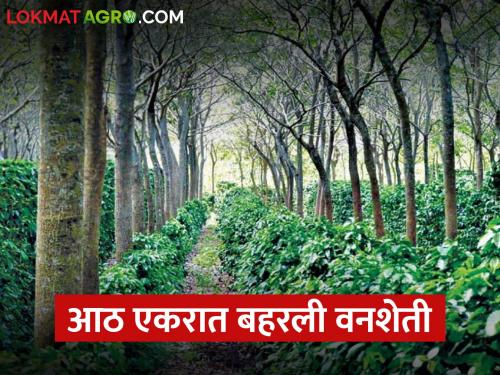 latest News farmer flourished forest farming in eight acres, how to plant? | Forest Farming : शेतकऱ्याने आठ एकरांत बहरवली वनशेती, लागवड कशी करावी? 