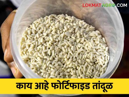 Not plastic rice.. these are nutritious fortified rice | प्लास्टिक तांदूळ नव्हेत.. हे तर आहेत पौष्टिक फोर्टिफाइड तांदूळ