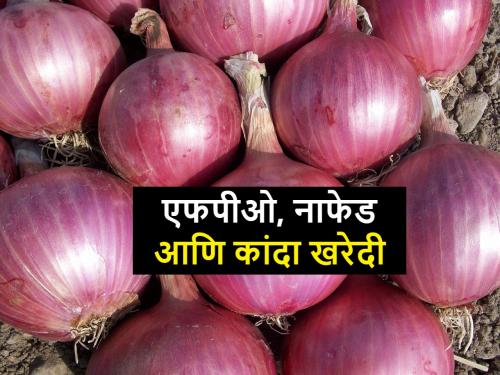 how dose FPO's and Nafed procure onion? know the facts | शेतकरी उत्पादक कंपन्यांमार्फत कांदा खरेदीचे व्यवहार कसे होतात? 