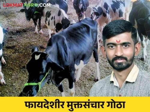 Youth farmer Amrut start free housing cowshed has progressed from dairy business | दोन गाईंपासून सुरवात केलेल्या शेतकरी अमृतच्या मुक्त संचार गोठ्याची कमाल