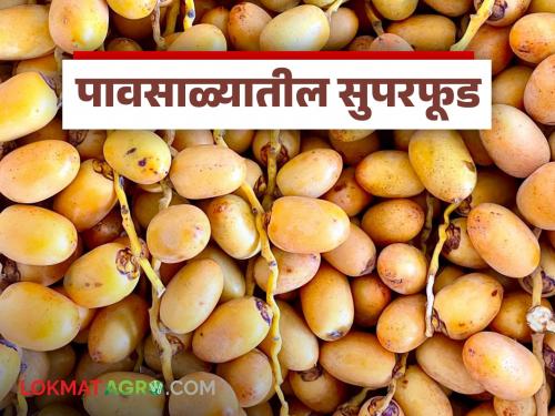 Benefits of eating this fruit, known as the monsoon superfood; Read in detail | पावसाळ्यातील सुपरफूड म्हणून ओळखले जाणारे 'हे' फळ खाण्याचे फायदे; वाचा सविस्तर