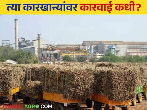 Sugarcane FRP: 19 factories in the state owe 142 crores of FRP | Sugarcane FRP : राज्यातील १९ कारखान्यांकडे एफआरपीचे १४२ कोटी थकीत