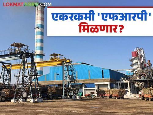 Sugarcane FRP : What was the decision of the High Court regarding providing lump sum FRP to sugarcane; Read in detail | Sugarcane FRP : उसाला एकरकमी एफआरपी देण्यासंदर्भात उच्च न्यायालयाने काय दिला निर्णय? वाचा सविस्तर