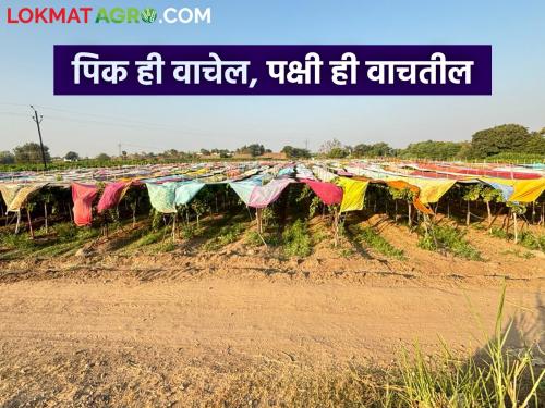 To save the crops from the birds, the farmer did a native trick | पिकांना पक्ष्यांपासून वाचविण्यासाठी शेतकऱ्याने केलं देशी जुगाड