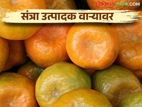 Fruit Crop Damage: 37 thousand hectares of fruit loss compensation when get farmer? | fruit Crop Damage : ३७ हजार हेक्टरची फळगळतीची नुकसान भरपाई कधी?