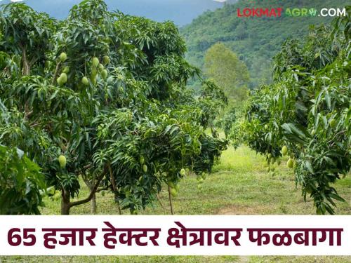 Latest News Agriculture of fruit crops is increasing in Jalgaon district along with banana | Agriculture News : जळगाव जिल्ह्यात केळीसोबत फळपिकांची शेती वाढते आहे, नेमकं कारण काय? 