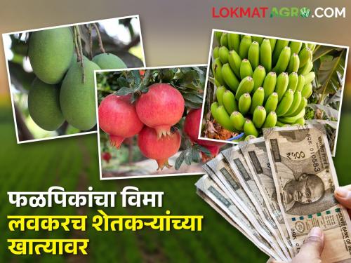 Fruit grower farmers will get compensation soon; The state government gave an installment of 65 crores to the insurance companies | फळ उत्पादक शेतकऱ्यांना मिळणार लवकरच भरपाई; विमा कंपन्यांना दिला ६५ कोटींचा हप्ता