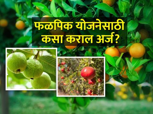 How to avail insurance scheme for fruit crops in Ambia Bahar? | आंबिया बहारातील फळपिकांसाठी विमा योजनेसाठी कसा लाभ घ्याल?