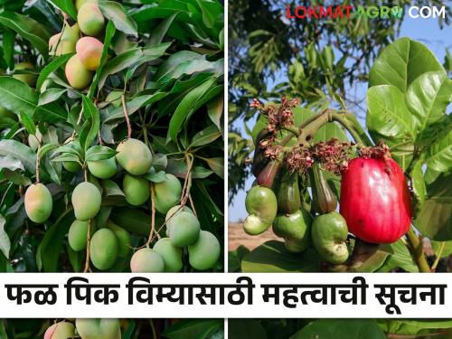 Fal Pik Vima 2024 : Are you a loan farmer and don't want fruit crop insurance then must read this | Fal Pik Vima 2024 : तुम्ही कर्जदार शेतकरी आहात आणि तुम्हाला फळ पिक विमा नकोय.. मग हे वाचाच