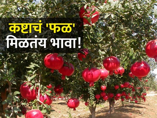What if Dhumalwadi actually becomes a fruit village? | दोन-चार नव्हे, तब्बल १९ प्रकारची फळं पिकवणारं गाव; साताऱ्याच्या शिरपेचात मानाचा तुरा