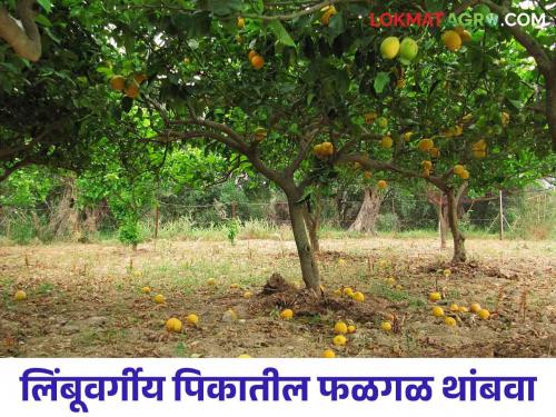 What causes fruit drop in citrus crops for this what is the Simple remedies | लिंबुवर्गीय फळपिकातील फळगळ कशामुळे होते करा हे सोपे उपाय